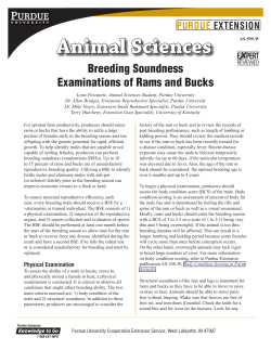 Breeding Soundness Examinations of Rams and