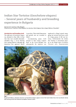 Indian Star Tortoise (Geochelone elegans) &ndash; Several years of