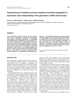 Topoisomerase II inhibition prevents anaphase chromatid