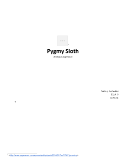 Pygmy Sloth - Nancy Raye Gonzales