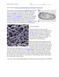 Yeast- taken from http://scienceforkids.kidipede.com/biology/cells