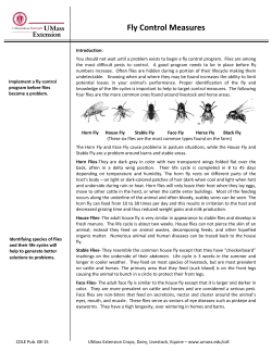 Fly Control Measures