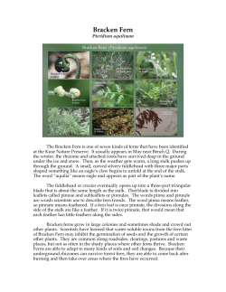 Bracken Fern - Kuse Nature Preserve