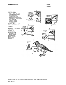 Darwin`s Finches