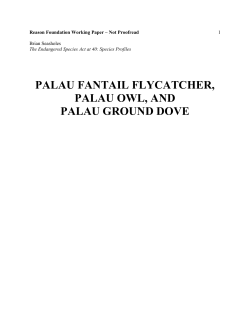 palau fantail flycatcher, palau owl, and palau ground dove