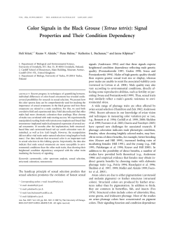Color Signals in the Black Grouse (Tetrao tetrix): Signal Properties