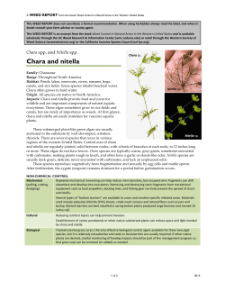Chara and nitella - Weed Research and Information Center