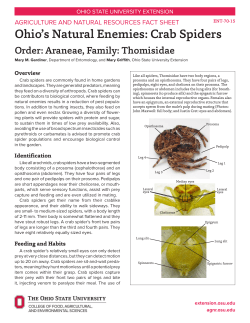 Ohio`s Natural Enemies: Crab Spiders