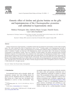 Osmotic effect of choline and glycine betaine on the gills