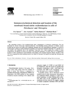 Immunocytochemical detection and location of the membrane