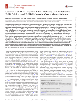 Coexistence of Microaerophilic, Nitrate