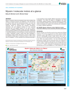 Myosin-I molecular motors at a glance