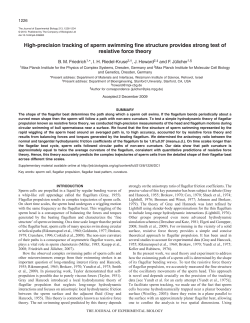 High-precision tracking of sperm swimming fine structure