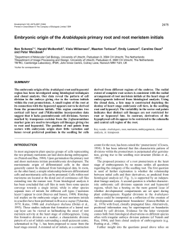 Embryonic origin of the Arabidopsis primary root and root meristem