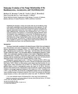Molecular Evolution of the Fungi: Relationship of