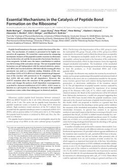 Essential Mechanisms in the Catalysis of Peptide Bond Formation