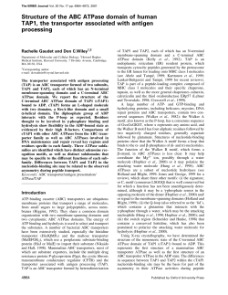 Structure of the ABC ATPase domain of human TAP1, the