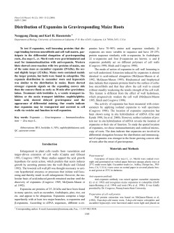 Distribution of Expansins in Graviresponding Maize Roots