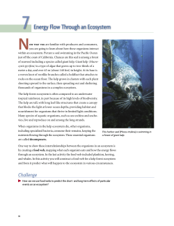 Energy Flow Through an Ecosystem