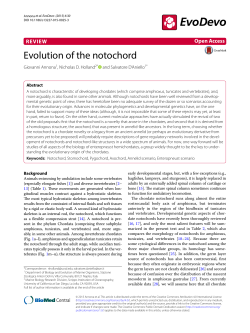 Evolution of the notochord | SpringerLink