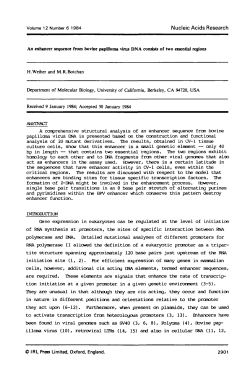 An enhancer sequence from bovine papilloma virus DNA consists of