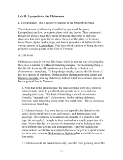 Lab II. Lycopodiales: the Clubmosses I. Lycopodiales: The