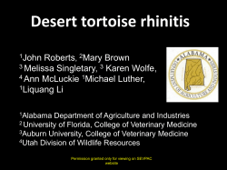Desert tortoise rhinitis - University of Georgia College of Veterinary