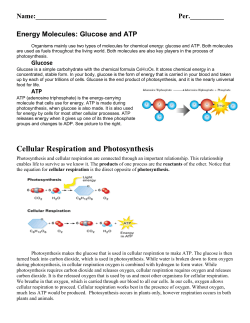 Cellular Respiration and Photosynthesis