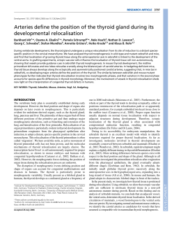 Arteries define the position of the thyroid gland during its