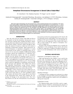 Interphase Chromosome Arrangement in Sertoli