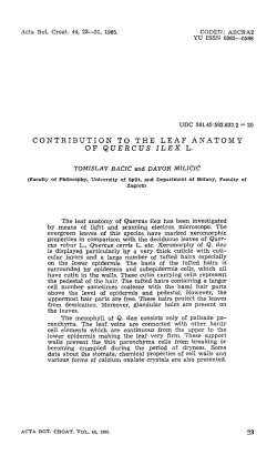 CONTRIBUTION TO THE LEAF ANATOMY OF QUERCUS ILEX L.