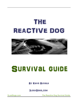 the reactive dog