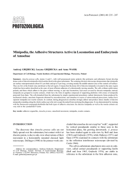 Minipodia, the Adhesive Structures Active in Locomotion and