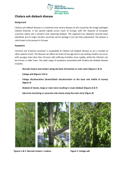 Information Note on Chalara fraxinea