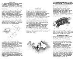THE DIAMONDBACK TERRAPIN: