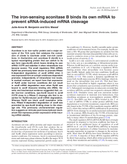 The iron-sensing aconitase B binds its own mRNA to prevent sRNA