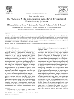 The Abdominal-B-like gene expression during larval development of