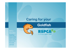 Goldfish Caring for your