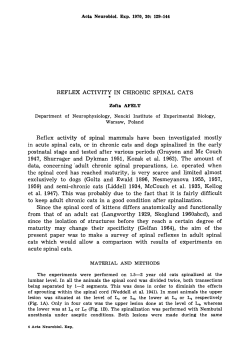 REFLEX ACTIVITY IN CHRONIC SPINAL CATS Reflex activity of