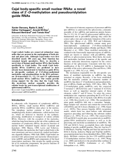 Cajal body‐specific small nuclear RNAs: a