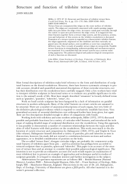Structure and function of trilobite terrace lines