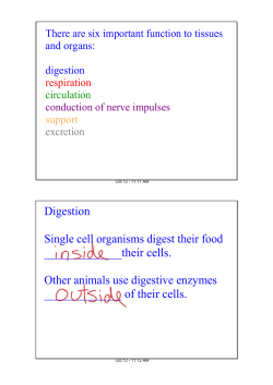 Digestion Single cell organisms digest their food cells