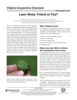 Lawn Moss: Friend or Foe?