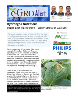 Hydrangea Nutrition - e-GRO