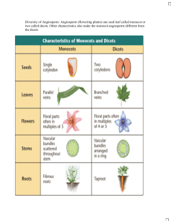 (flowering plants) one seed leaf called monocot or two called dicots