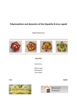 Polymorphism and dynamics of the Hepatitis B virus capsid