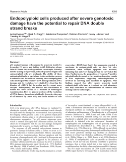 Endopolyploid cells produced after severe genotoxic damage have