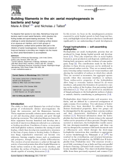 Building filaments in the air: aerial morphogenesis in bacteria and