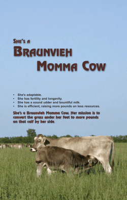 she`sa braunvieh momma cow - Braunvieh Association of America