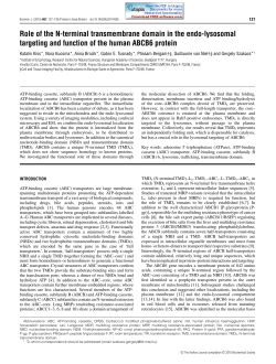 Role of the N-terminal transmembrane domain in the endo